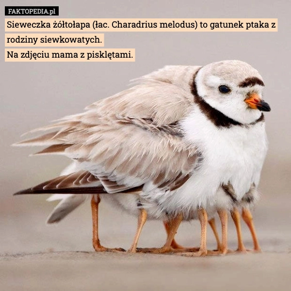 
    Sieweczka żółtołapa (łac. Charadrius melodus) to gatunek ptaka z rodziny