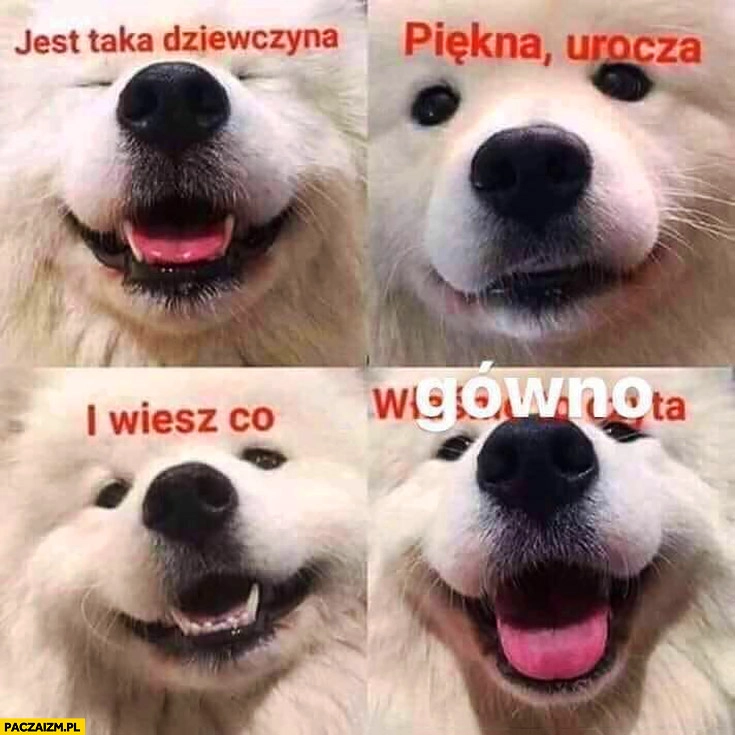 Jest taka dziewczyna, piękna urocza i wiesz co? Gówno pies