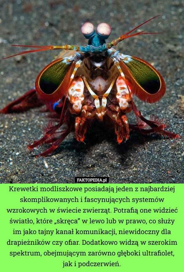 
    Krewetki modliszkowe posiadają jeden z najbardziej skomplikowanych i fascynujących