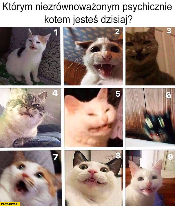 
    Którym niezrównoważonym psychicznie kotem jesteś dzisiaj?