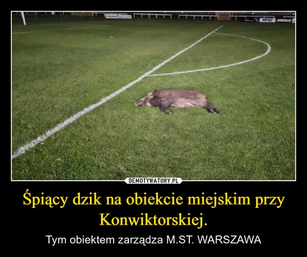 
    Śpiący dzik na obiekcie miejskim przy Konwiktorskiej.