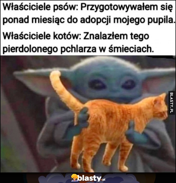 
    Właściciele psów: przygotowywałem się ponad miesiąc do adopcji mojego pupila. Właściciele kotów: znalazłem tego pchlarza w śmieciach
