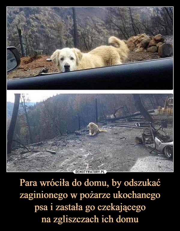 
    Para wróciła do domu, by odszukać zaginionego w pożarze ukochanego
psa i zastała go czekającego
na zgliszczach ich domu
