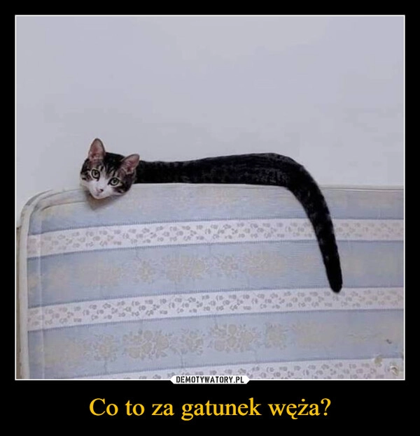 
    Co to za gatunek węża?