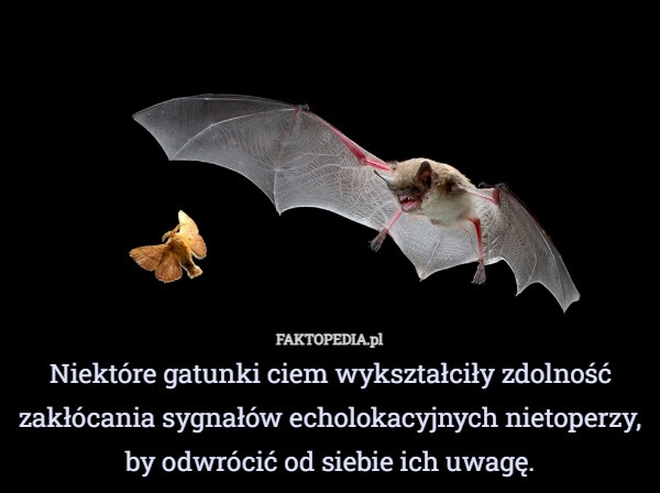 
    Niektóre gatunki ciem wykształciły zdolność zakłócania sygnałów echolokacyjnych