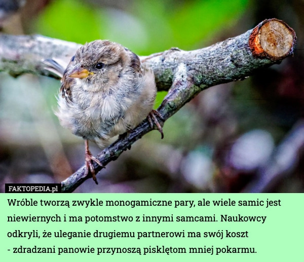 
    Wróble tworzą zwykle monogamiczne pary, ale wiele samic jest niewiernych