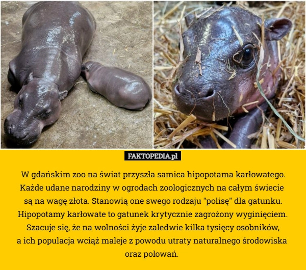 
    W gdańskim zoo na świat przyszła samica hipopotama karłowatego.
 Każde udane