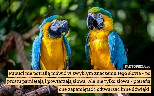 
    Papugi nie potrafią mówić w zwykłym znaczeniu tego słowa - po prostu pamiętają