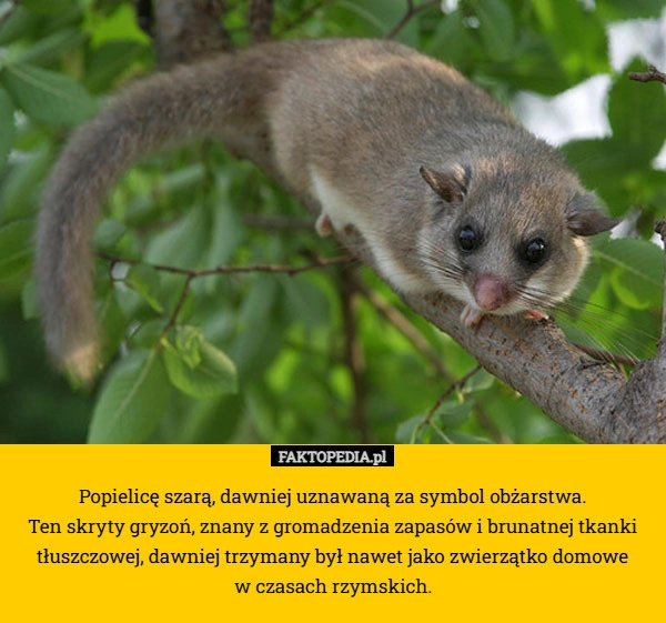 
    Popielicę szarą, dawniej uznawaną za symbol obżarstwa.
 Ten skryty gryzoń,