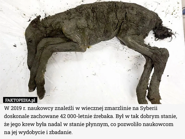 
    W 2019 r. naukowcy znaleźli w wiecznej zmarzlinie na Syberii doskonale zachowane