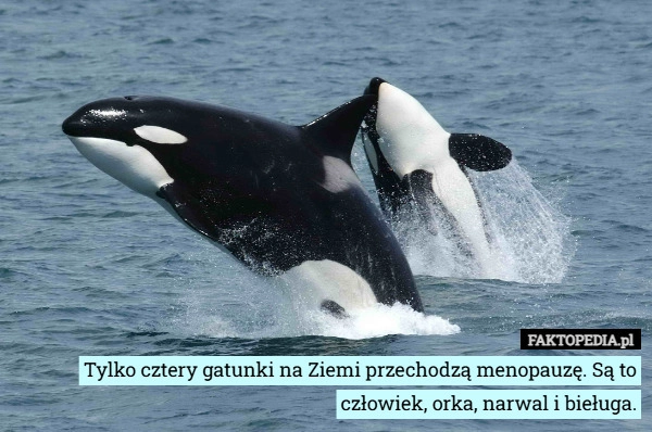 
    Tylko cztery gatunki na Ziemi przechodzą menopauzę. Są to człowiek, orka,