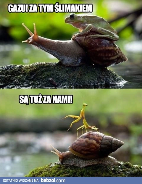 
    Każdy może być ślimakiem!