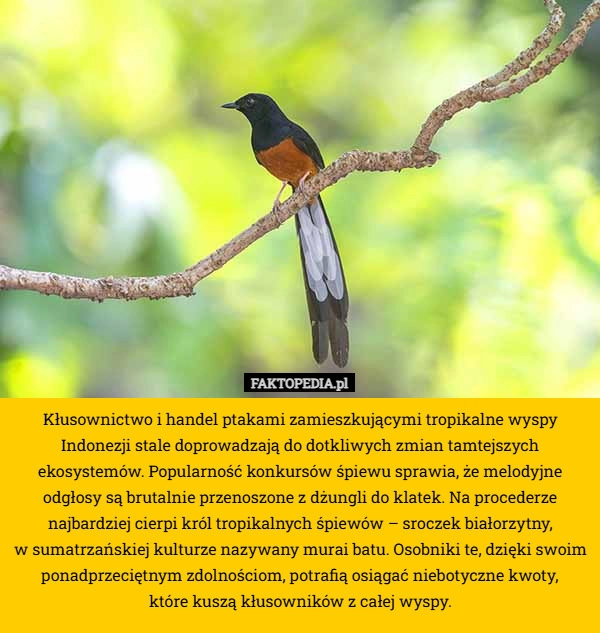 
    Kłusownictwo i handel ptakami zamieszkującymi tropikalne wyspy Indonezji