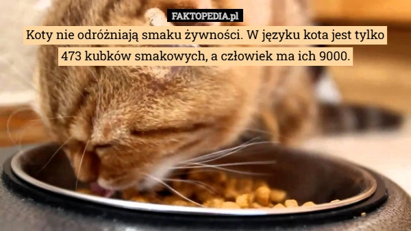 Koty nie odróżniają smaku żywności. W języku kota jest tylko
473 kubków