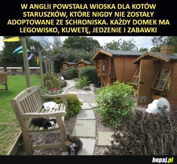 Schronisko dla staruszków