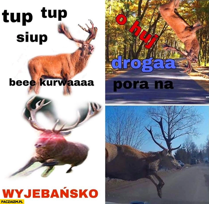 
    Jeleń tup tup o kurde droga, pora na wyjebańsko wyskakuje przed jadący samochód
