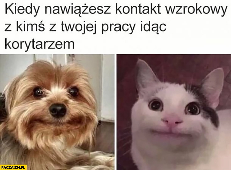 
    Kiedy nawiążesz kontakt wzrokowy z kimś z Twojej pracy idąc korytarze kot pies śmieszna mina