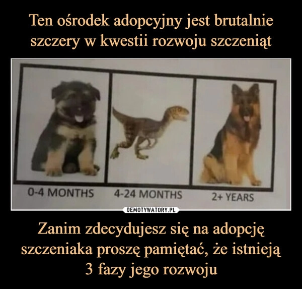 
    Ten ośrodek adopcyjny jest brutalnie szczery w kwestii rozwoju szczeniąt Zanim zdecydujesz się na adopcję szczeniaka proszę pamiętać, że istnieją
3 fazy jego rozwoju