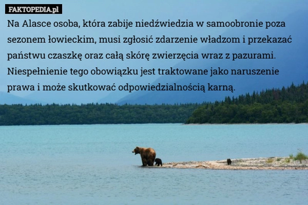 
    Na Alasce osoba, która zabije niedźwiedzia w samoobronie poza sezonem łowieckim...