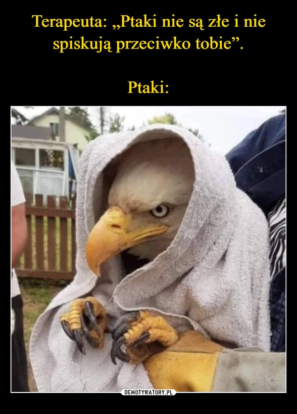 
    Terapeuta: „Ptaki nie są złe i nie spiskują przeciwko tobie”.

Ptaki: