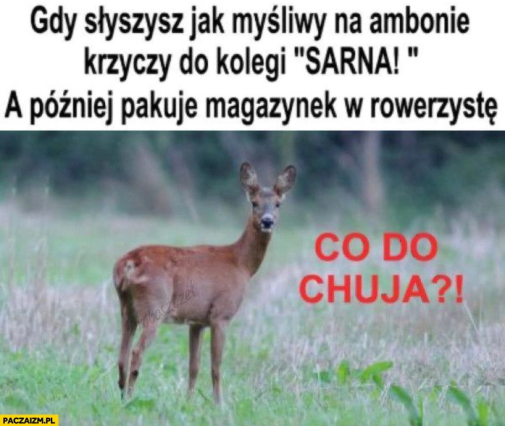 
    Sarna gdy słyszysz jak myśliwy na ambonie krzyczy do kolegi sarna a później pakuje magazynek w rowerzystę
