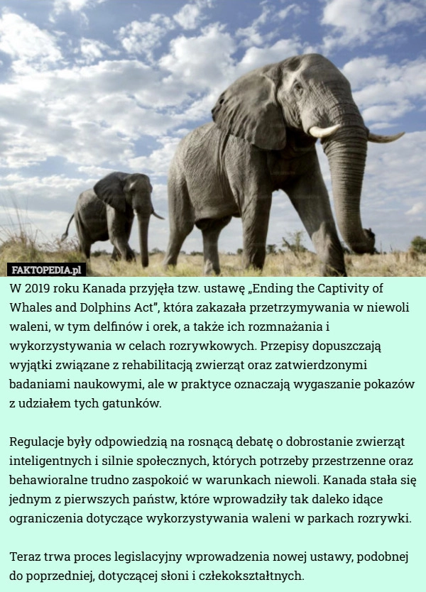 
    W 2019 roku Kanada przyjęła tzw. ustawę „Ending the Captivity of Whales...