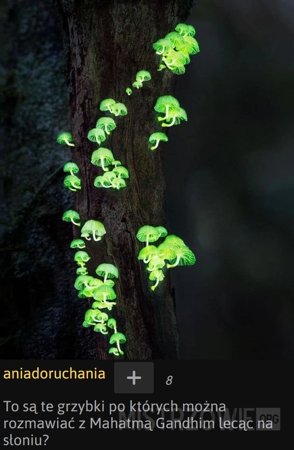 
    
			Grzybki na Borneo					
