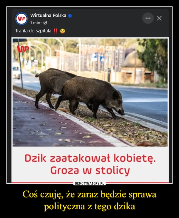 
    Coś czuję, że zaraz będzie sprawa polityczna z tego dzika