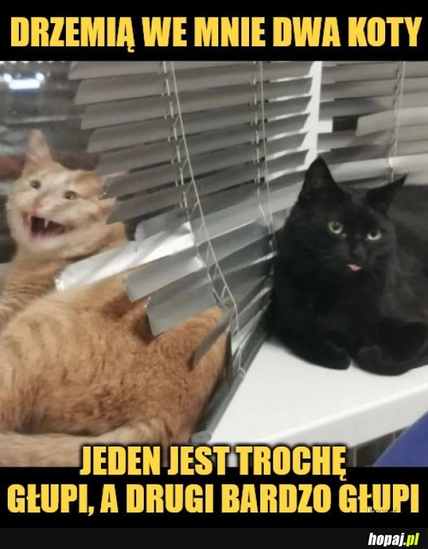 
    Dwa koty.