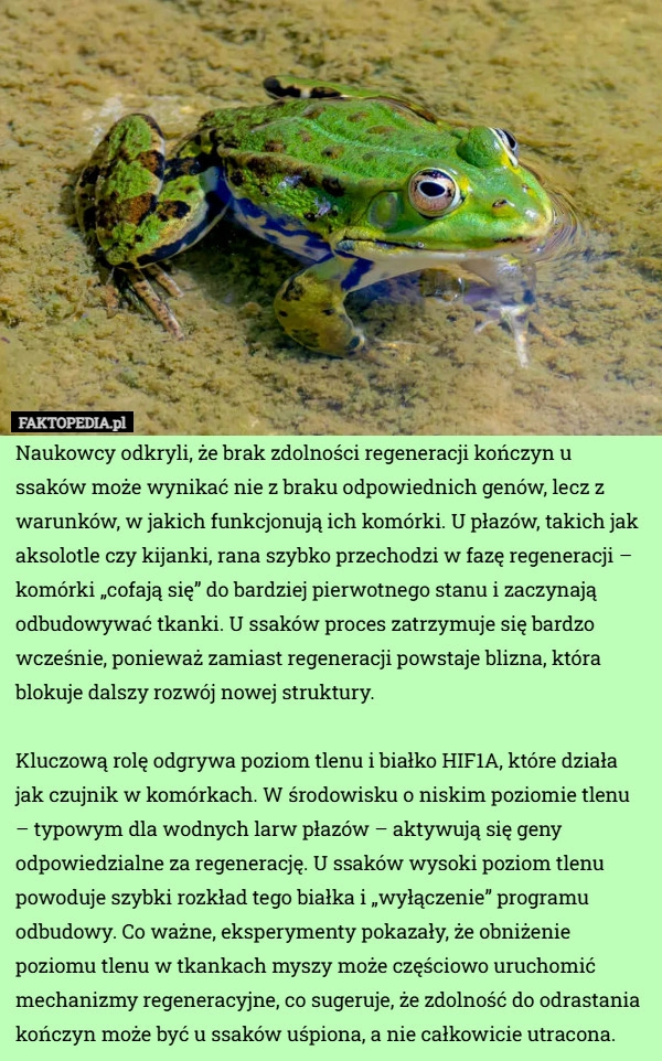 
    Naukowcy odkryli, że brak zdolności regeneracji kończyn u ssaków może wynikać