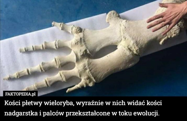 
    
			Kości płetwy wieloryba, wyraźnie w nich widać kości nadgarstka i palców...					