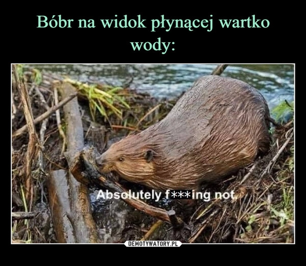 
    Bóbr na widok płynącej wartko wody: