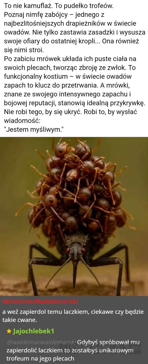 
    Nimfa