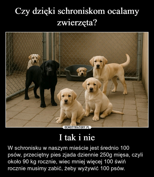 
    Czy dzięki schroniskom ocalamy zwierzęta? I tak i nie