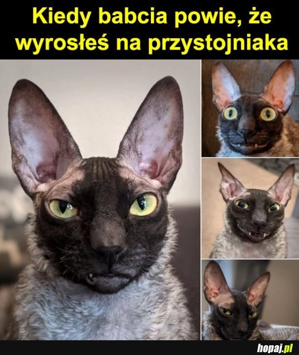 
    Przystojniak