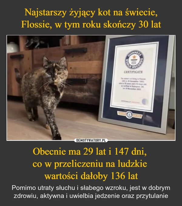 
    Najstarszy żyjący kot na świecie, Flossie, w tym roku skończy 30 lat Obecnie ma 29 lat i 147 dni, 
co w przeliczeniu na ludzkie 
wartości dałoby 136 lat