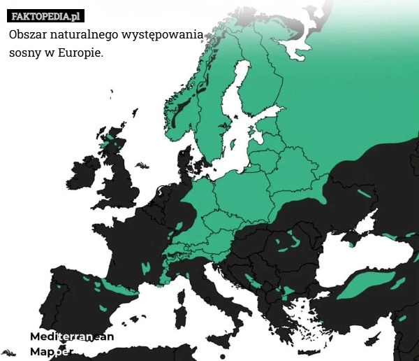 
    Obszar naturalnego występowania
sosny w Europie.