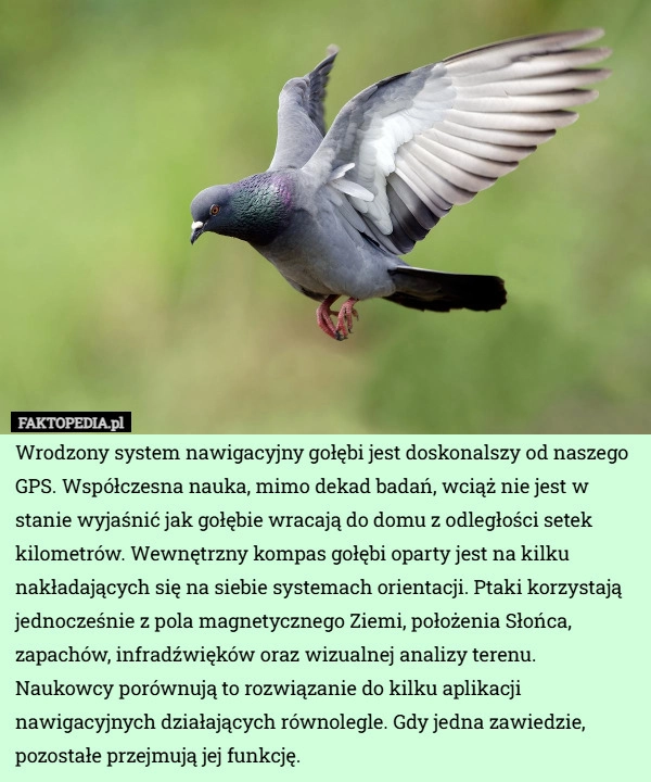 
    Wrodzony system nawigacyjny gołębi jest doskonalszy od naszego GPS. Współczesna