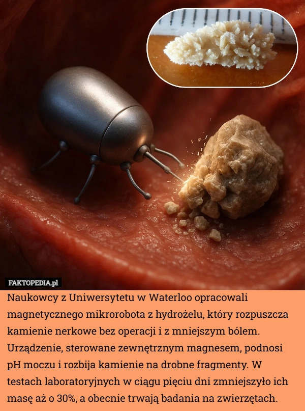 
    Naukowcy z Uniwersytetu w Waterloo opracowali magnetycznego mikrorobota