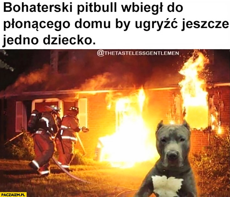
    Bohaterski Pitbull wbiegł do płonącego budynku ugryźć jeszcze jedno dziecko