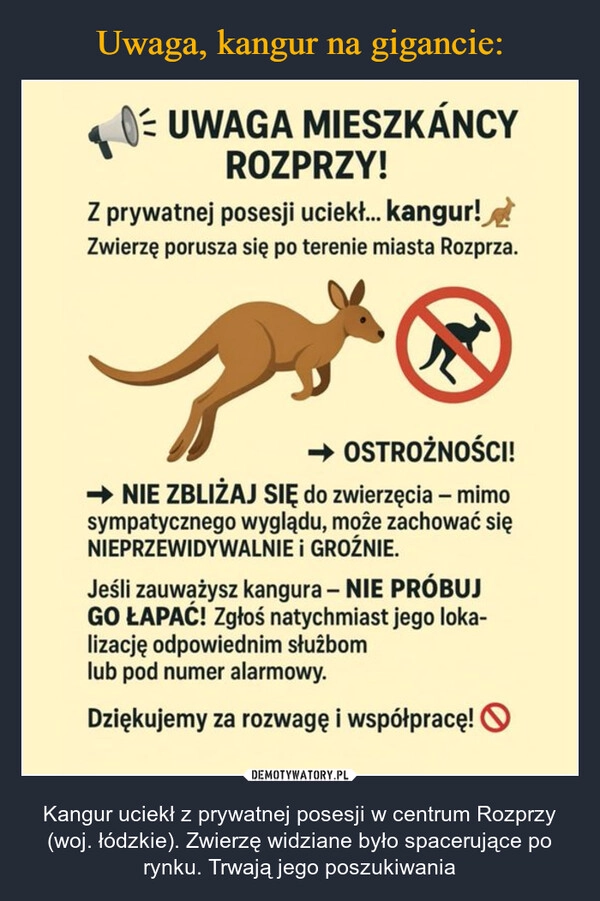 
    Uwaga, kangur na gigancie: