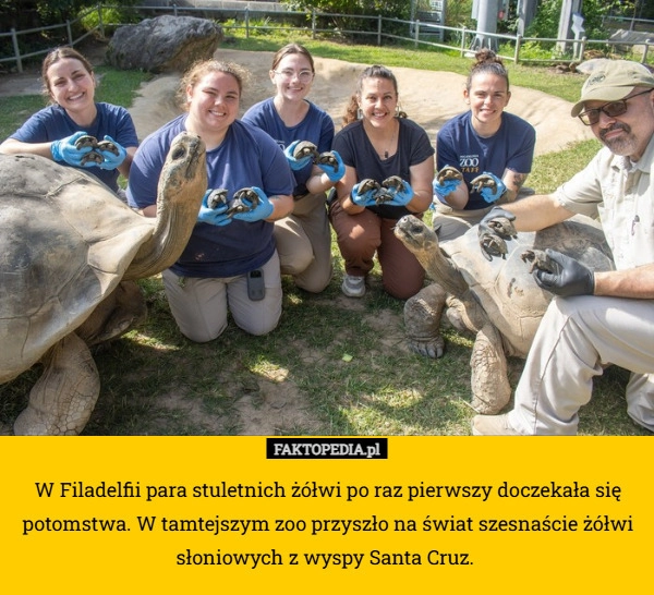 
    W Filadelfii para stuletnich żółwi po raz pierwszy doczekała się potomstwa.