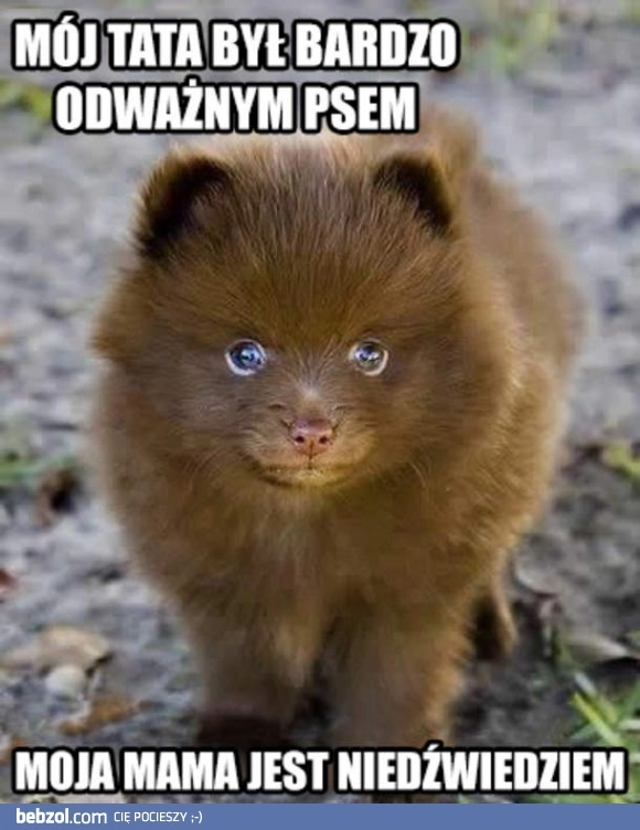 
    Odważny piesek