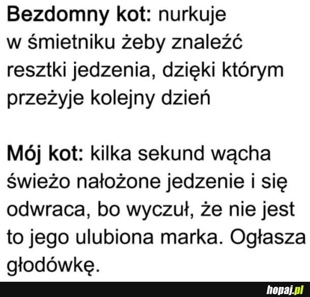 
    Koty
