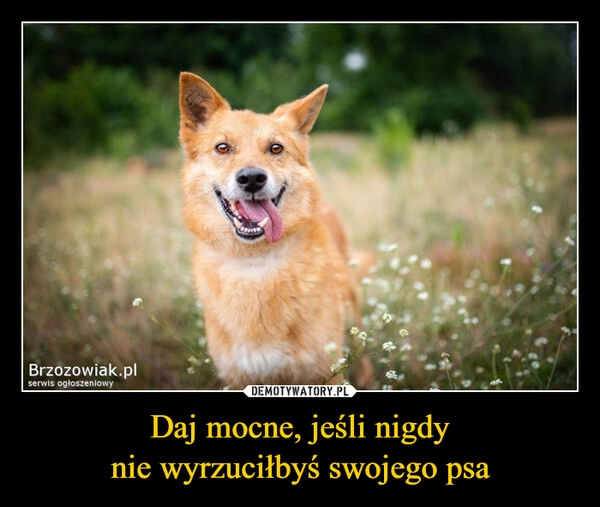 
    Daj mocne, jeśli nigdy
nie wyrzuciłbyś swojego psa