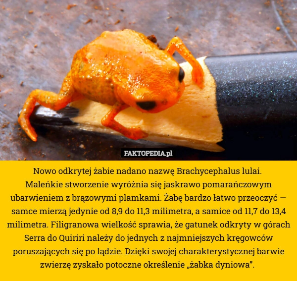 
    Nowo odkrytej żabie nadano nazwę Brachycephalus lulai. 
Maleńkie stworzenie