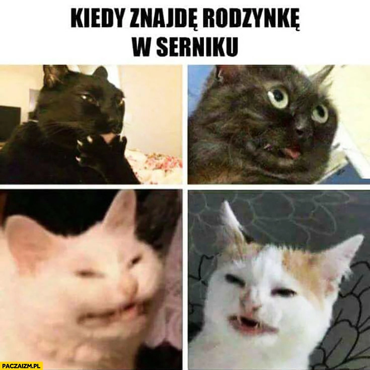 Kiedy znajdę rodzynkę w serniku koty skrzywione dziwne miny