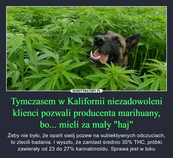 
    
Tymczasem w Kalifornii niezadowoleni klienci pozwali producenta marihuany, bo... mieli za mały "haj" 