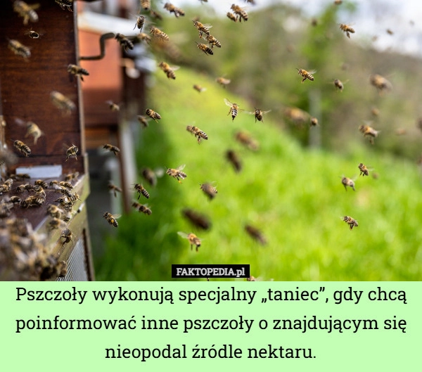 
    Pszczoły wykonują specjalny „taniec”, gdy chcą poinformować inne pszczoły