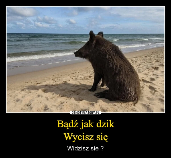Bądź jak dzik
Wycisz się